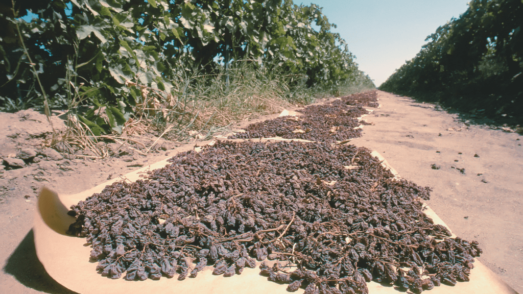 What I witnessed on the UFW picket line at the start of the grape strike: A struggle to improve life for those who harvest our&nbsp;crops